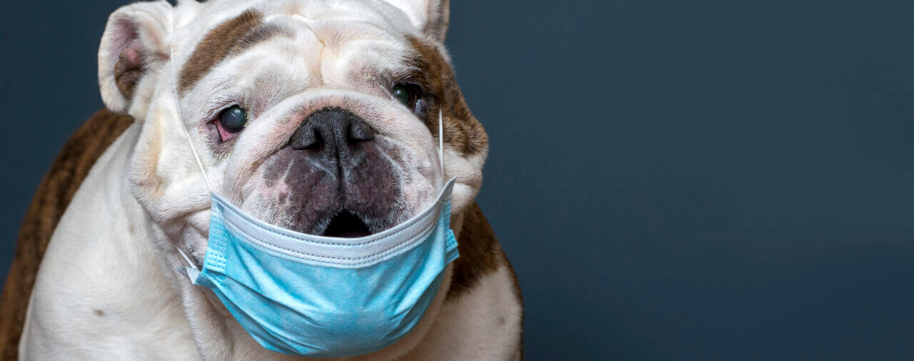 The Texas Bulldog is Working Like a Dog to Stay Safe During COVID-19 Pandemic