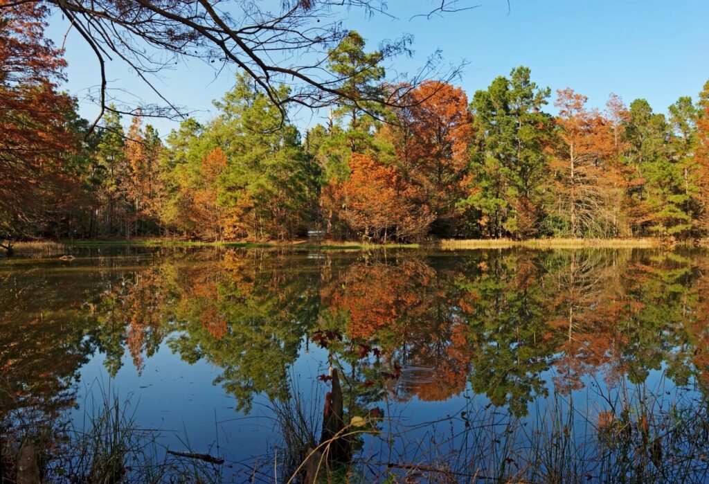 A calm lake in Conroe, Texas, with pine and cypress trees reflected in the water